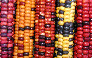 CORN__FLOUR____P_4bcca49e9277a_2.gif