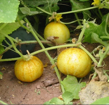 Cucumbers - Lemon