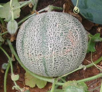 Melon - Minnesota Midget Canteloupe (out of stock)