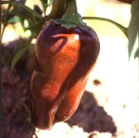Peppers, Bell - Sweet Chocolate