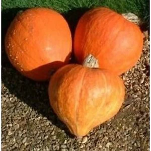 Squash, Winter - Golden Delicious