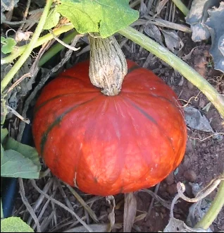 Squash, Winter - Red Kuri