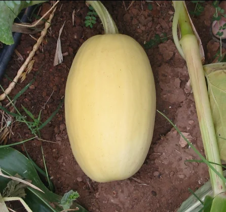 Squash, Winter - Spaghetti