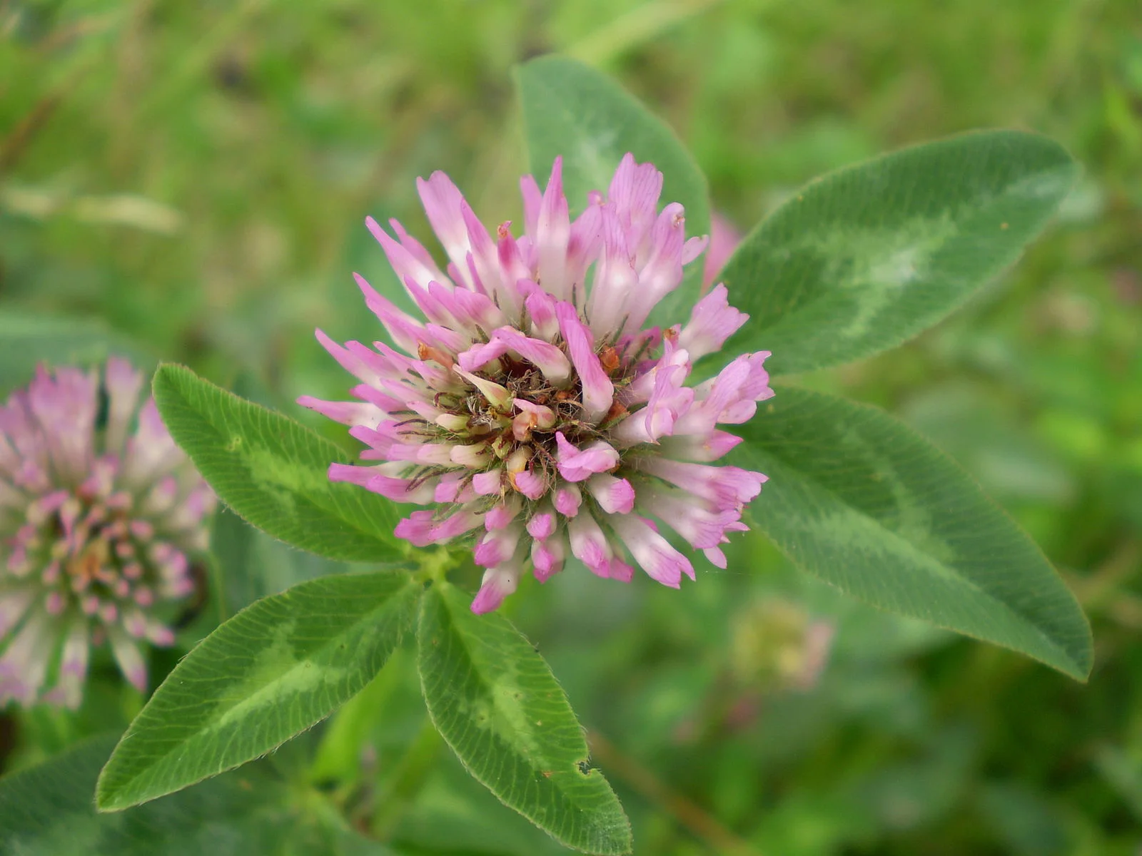 Trifolium_pratense_0.2_R.jpg