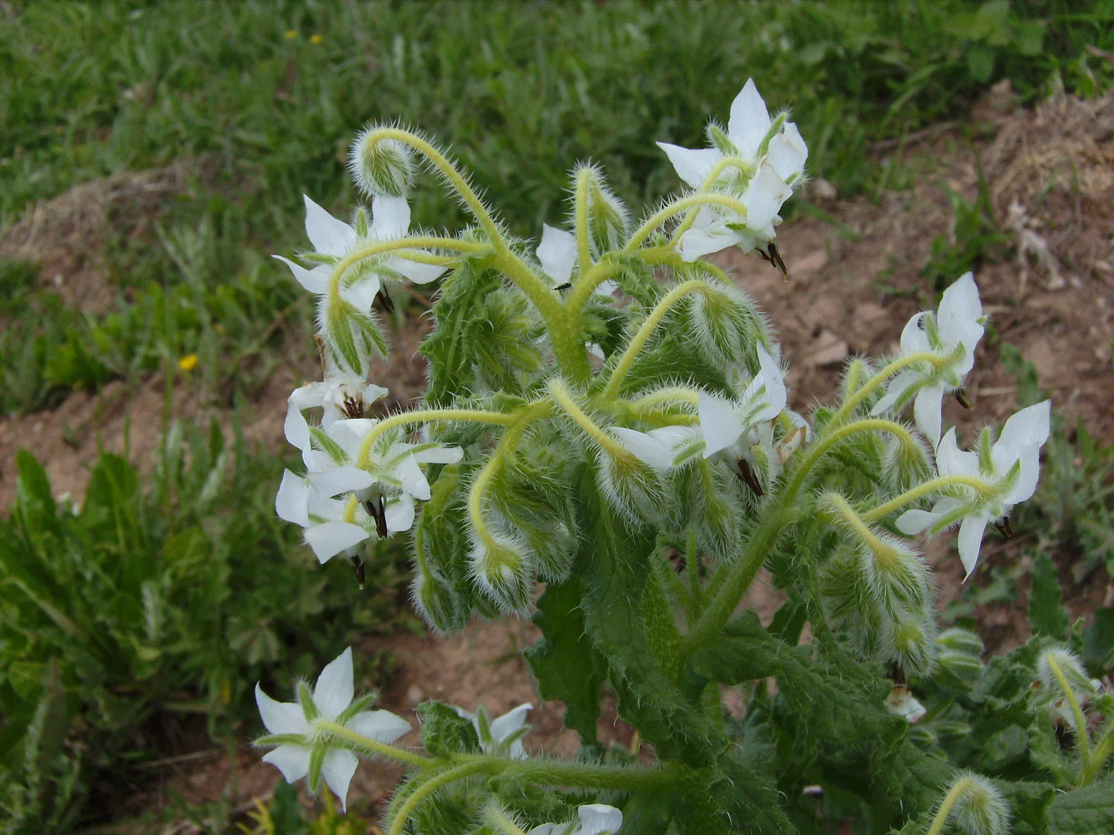 BORAGE - Borago officinalis