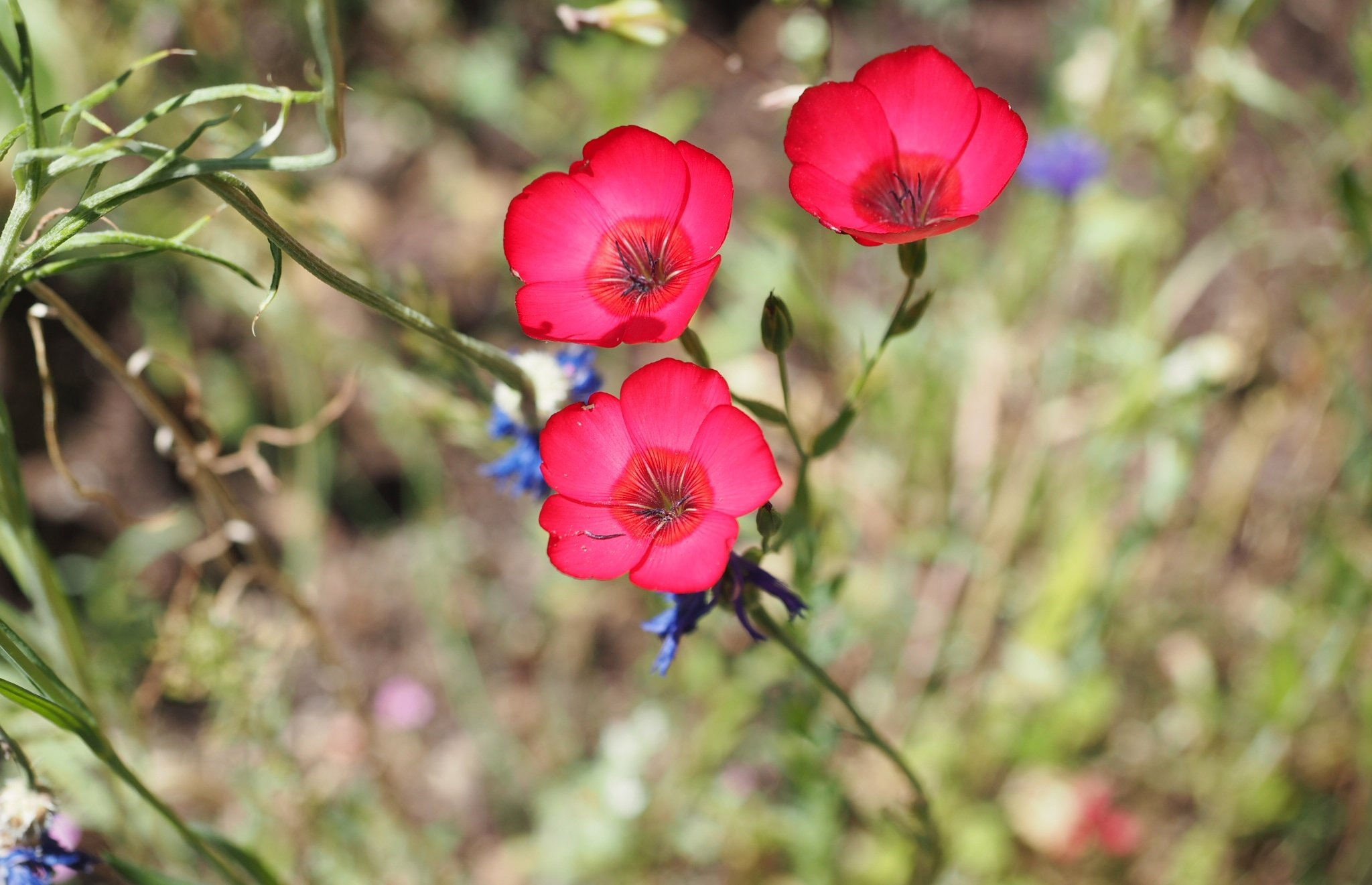 Rare Scarlet Flax Linum grandiflorum  approx 250 seeds  UK SELLER 