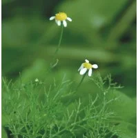 CAMOMILE- Matricaria recutia