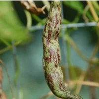 BEANS__POLE___Ra_4b0bf2ba4eda6_2-2.jpg