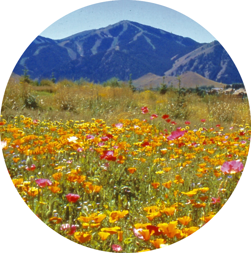 WILDFLOWER MIX Custom — Seeds Trust