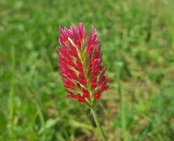 crimson clover.jpeg