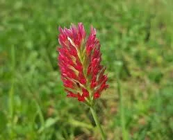 Crimson Clover