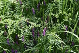 Hairy Vetch