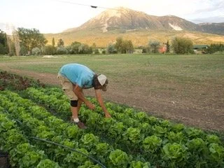 Lettuce, Crisphead - Arianna