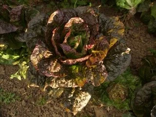 Lettuce, Bibb - Red Buttersworth