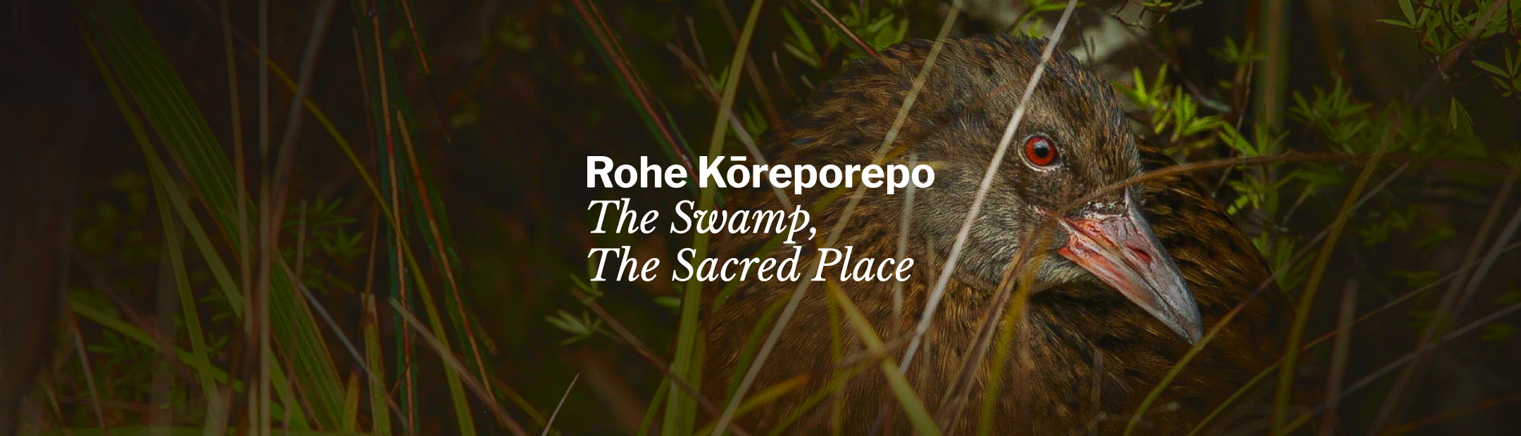 Film screening and Q&amp;A: Rohe Kōreporepo - The Swamp, The Sacred Place