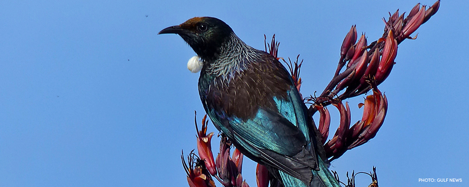 tui-with credit.jpg