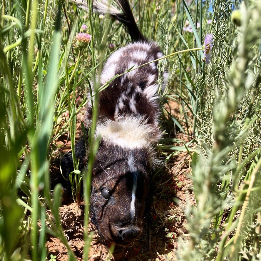 When I got started as an artist, wildlife is what I sculpted. While I definitely do not consider myself a taxidermist it&rsquo;s been tons of fun to create &ldquo;real&rdquo; animals for film and television.
This western spotted skunk is basically a 