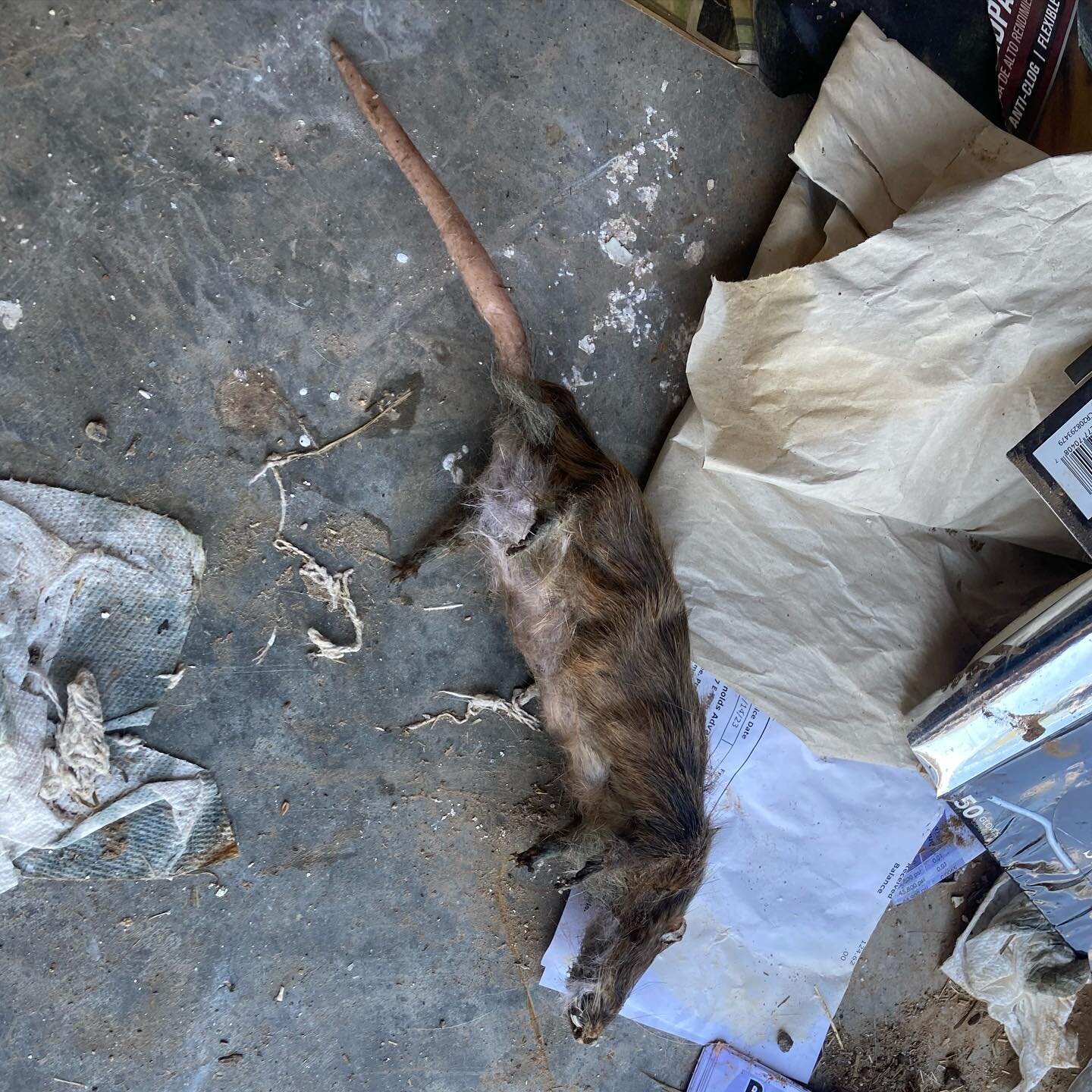 NOT a dead rat, just more creature effects fun&hellip; #vermin #rodent #rat #taxidermy #creatureeffects #moviemagic #wildlifeartist #nmfilm #propmaker #props
