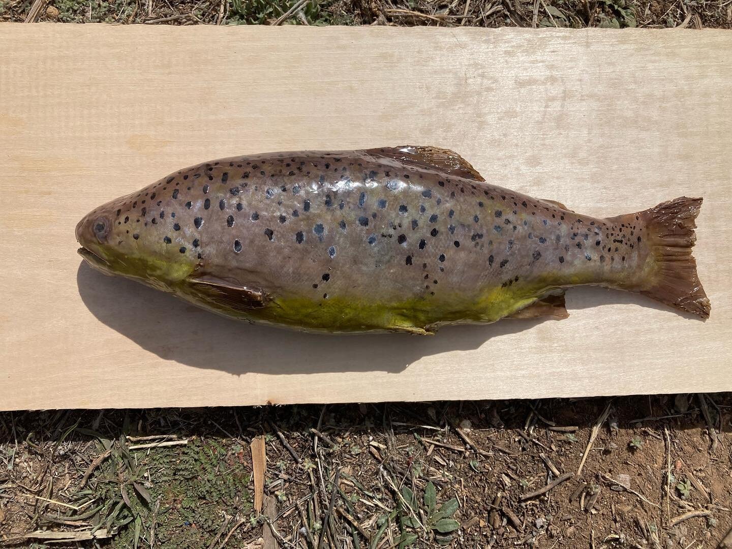 This is not a fish! Well ok it is, but it&rsquo;s a silicone cast and paint up from a mold I made of an actual trout. 
#sfx #creatureeffects #fish #angling #fishing #gonefishing #moviemagic #monstermaker #silicone #propmaking #props #nmfilm #wildlife