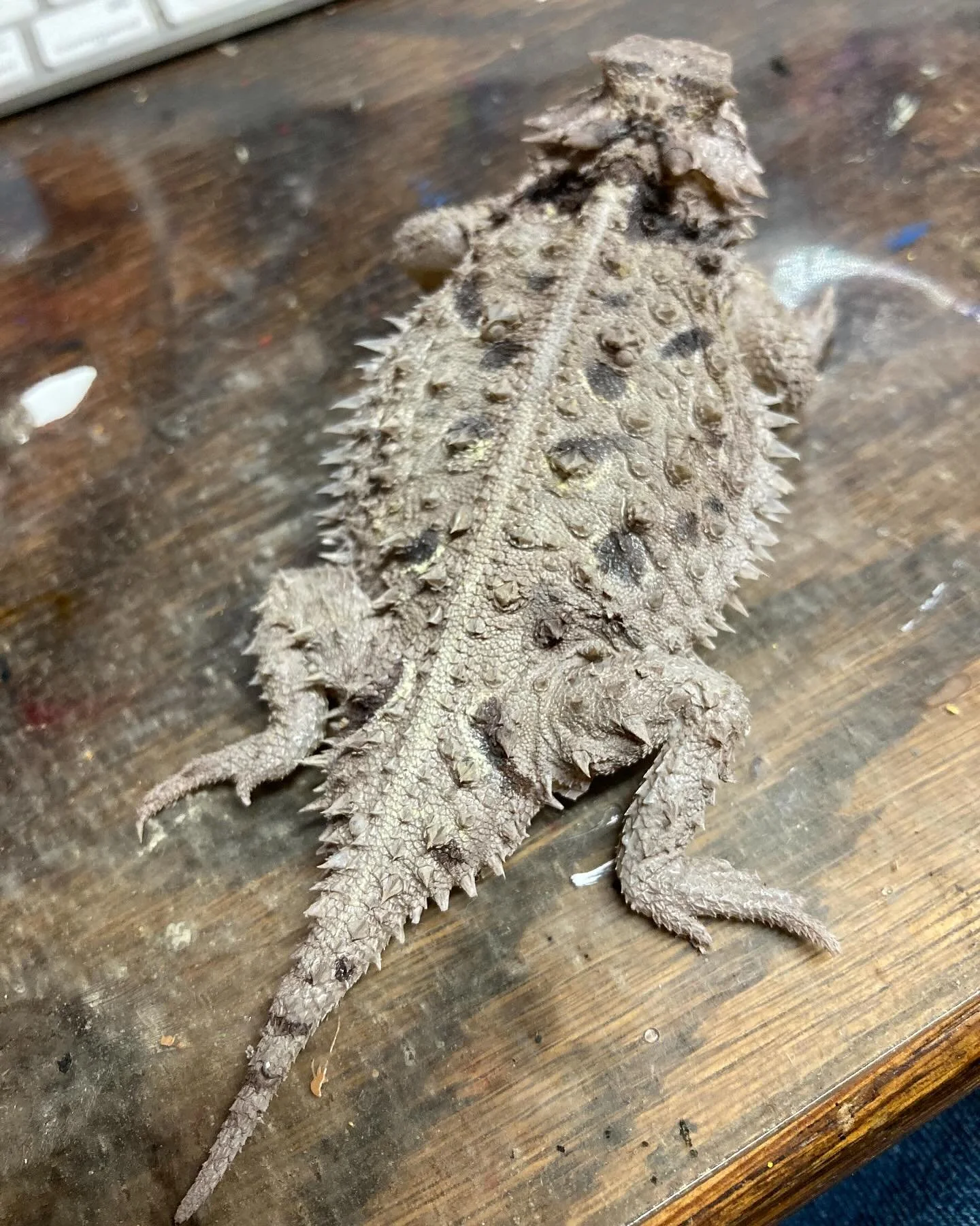 One of my passions as an artist in the film industry comes in the form of hyper-real animals. These turn up as doubles for real animals, animatronics, and puppets. 
This Texas Horned Lizard is one I created through my affiliation with the fabulous @m