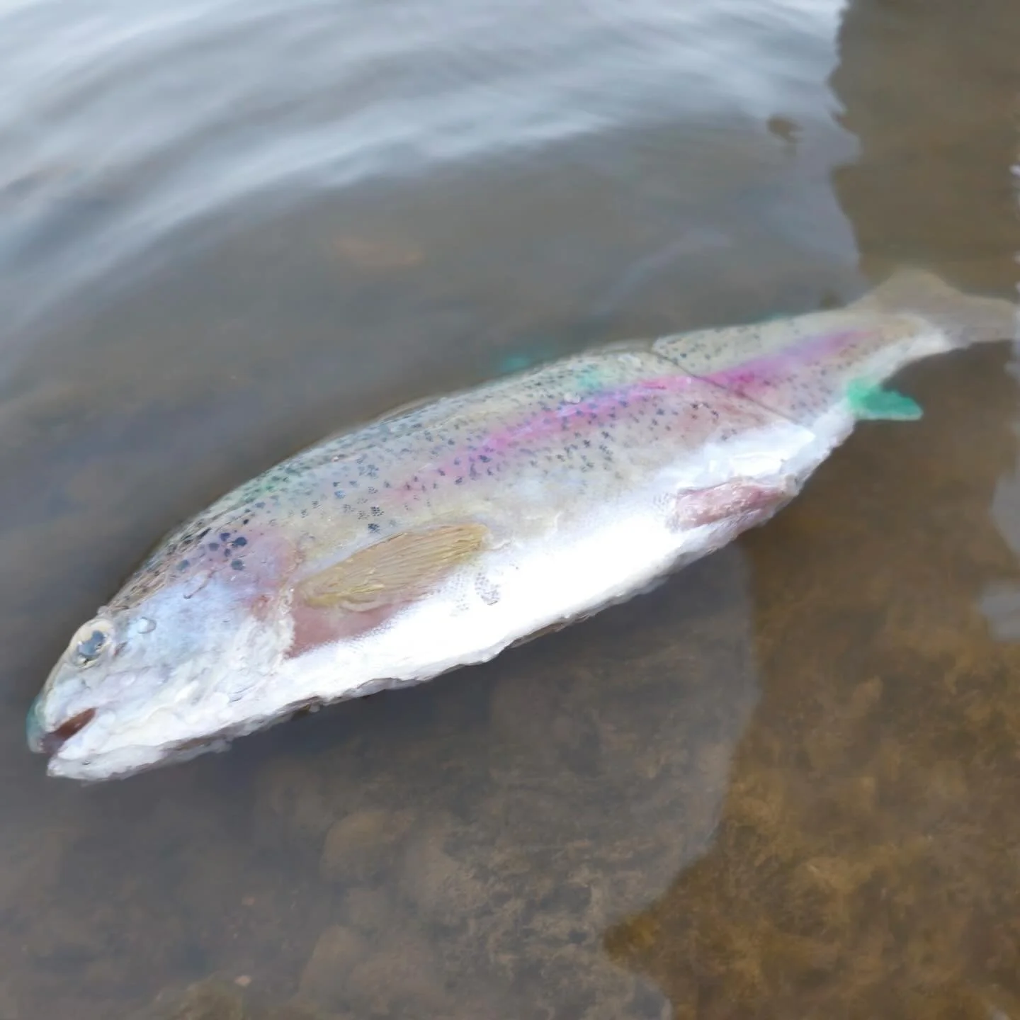 Working with silicone is always a ton of fun. This &ldquo;dead fish&rdquo; recently made its debut and helped ensure that as usual no animals were harmed and that the highest standards are held in helping protect our natural resources. #smoothon #art