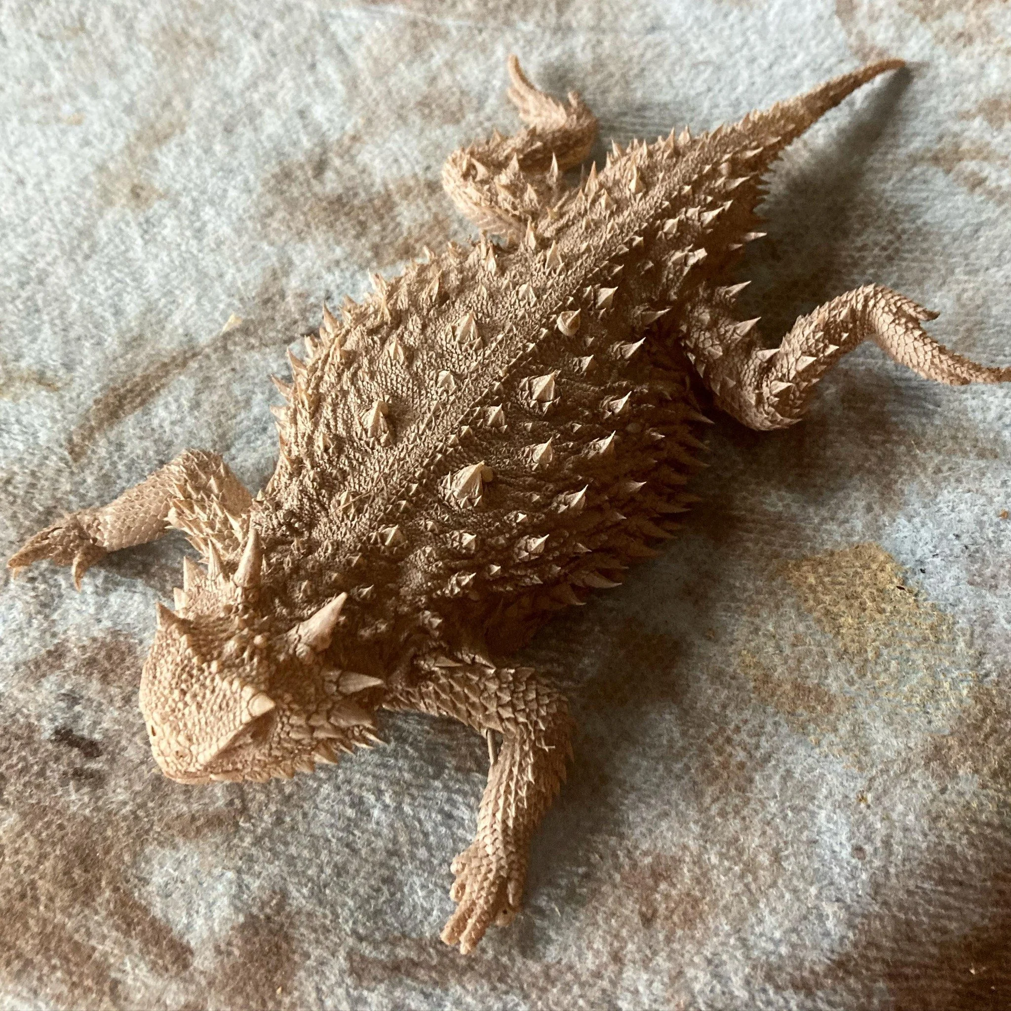 Long ways to go, but some initial color really shows off the texture of the cast. #silicone #fxartist #creatureeffects #moviemagic #propmaking #hornedtoad #hornedlizard #reptile #herpetology #taxidermy #moldmaking #smoothon #lifecasting #deathcast #b