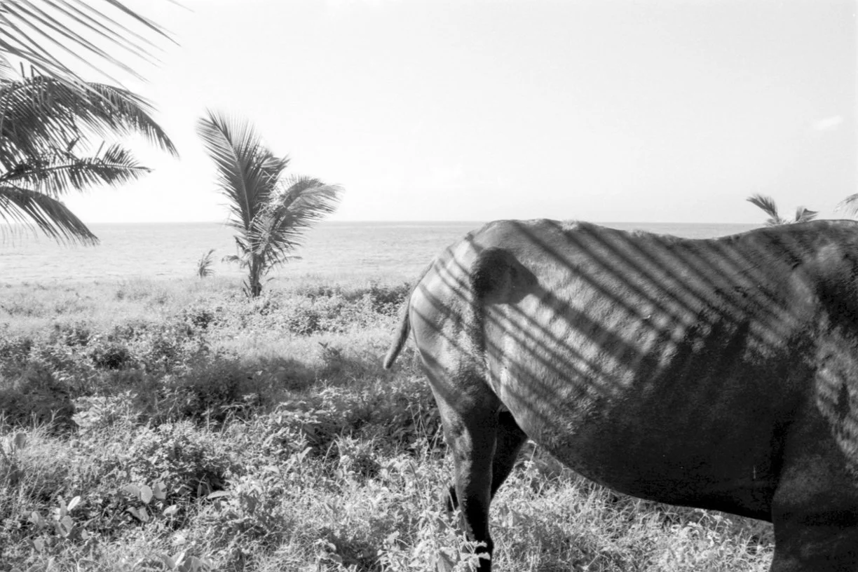 malecon squarespace-3.jpg