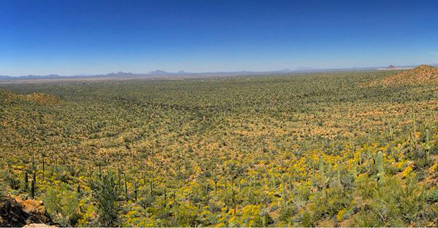 Look at all those cacti!! Cacti? Cact...guy? Hmm... #cactus #saguaro #nationalpark #arizona #roadtrip #audiodrama #fiction #podcast #roadtripradio