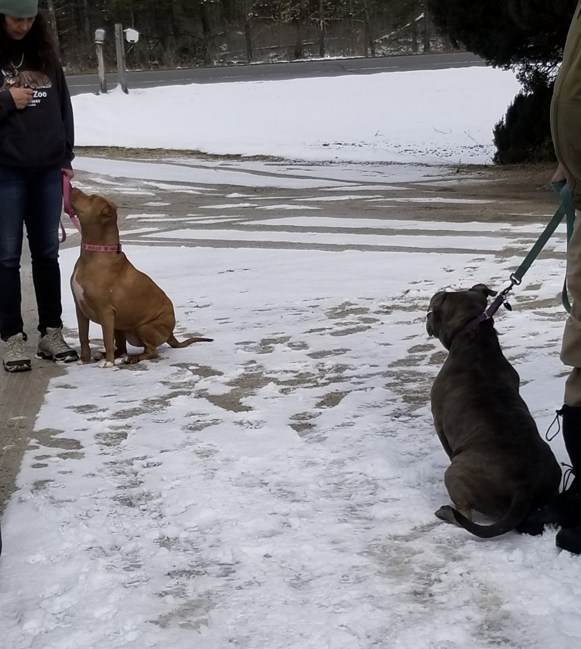 Eva Burrell Animal Shelter