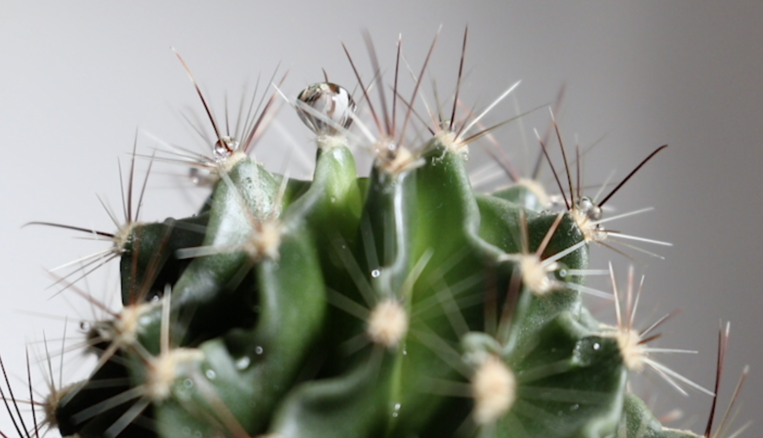 Pensive Cactus Shot.png