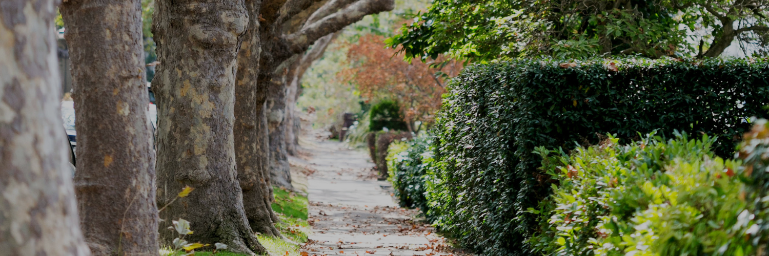 Tree-lined residential street in an East Bay neighborhood highlighting walkable community living
