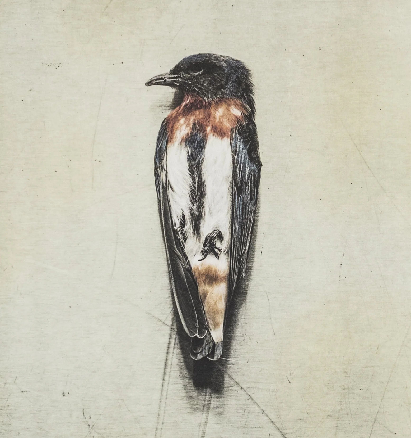 Photopolymer Photogravure - 4 Day Summer workshop with Silvi Glattauer ***Waiting list only***