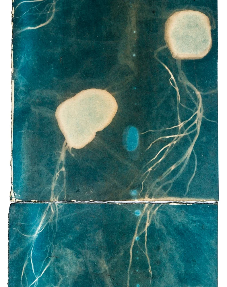 The Cyanotype -  One day workshop