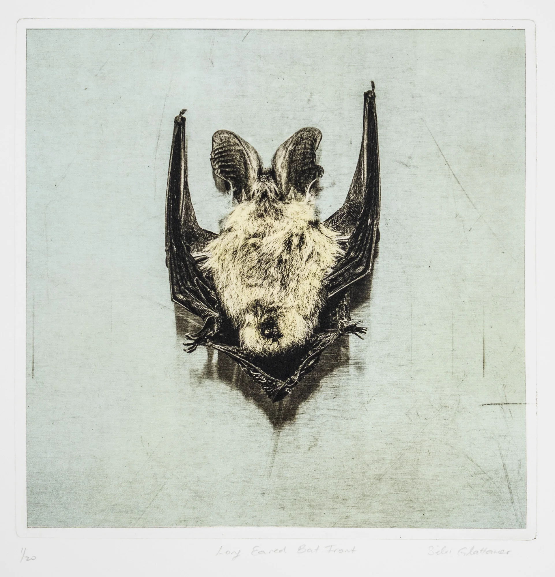 "Long Eared Bat Front" Photogravure with Pigment Chine Colle. Plate size 28 x 28 cm - Edtion of 20