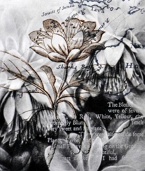 A Series Diplolaena grandiflora-1.jpeg