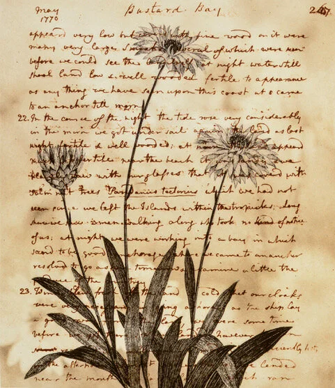 A Series Xerochrysum bracteatum DSC_0034-1.jpeg