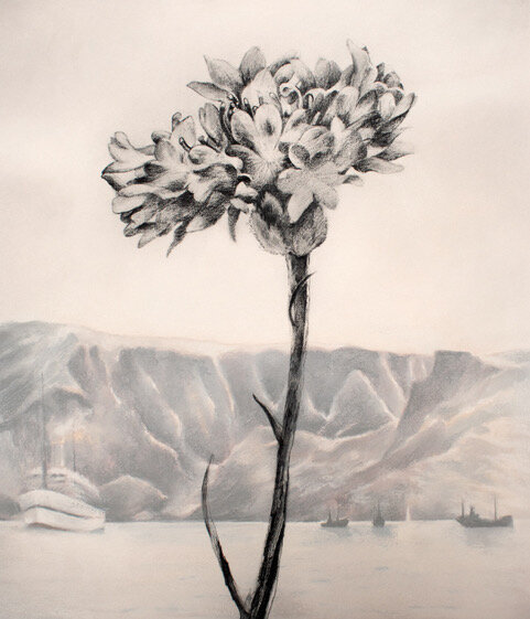 For Alan Couve- Cornflower, Centaurea cyanus.jpeg