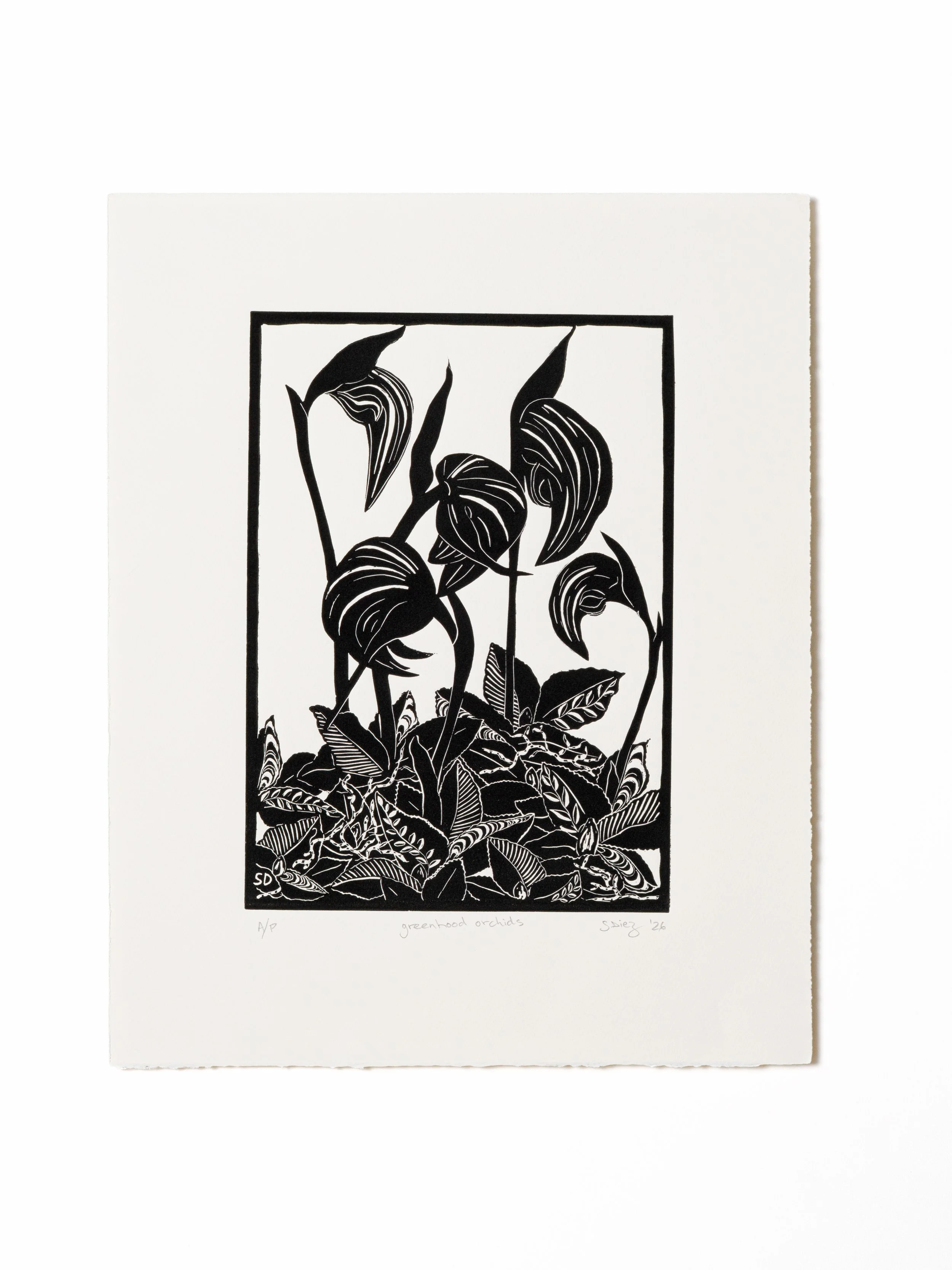 Shirley Diez – Greenhood orchids