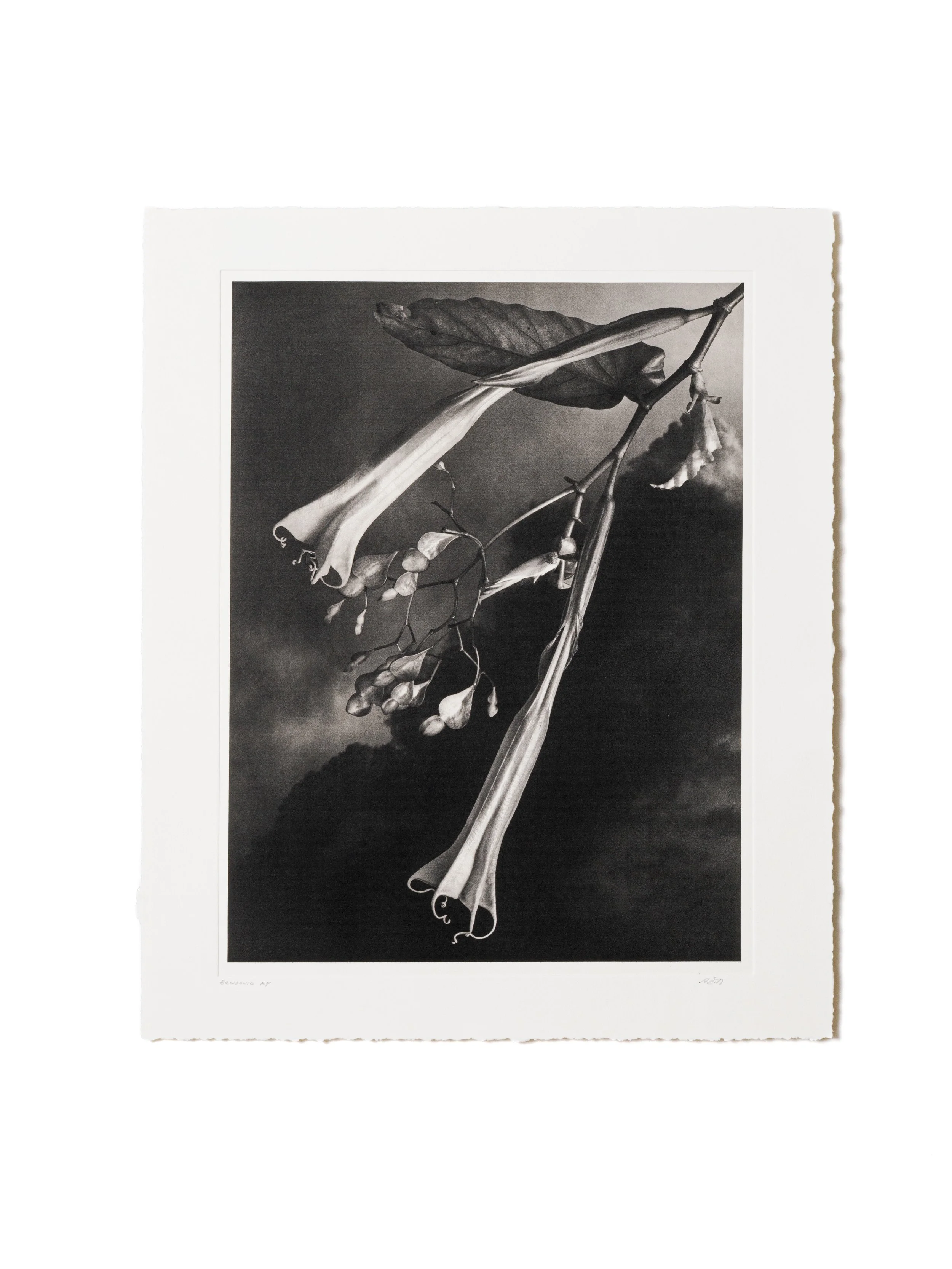 Nicholas Hubicki – Brugonia