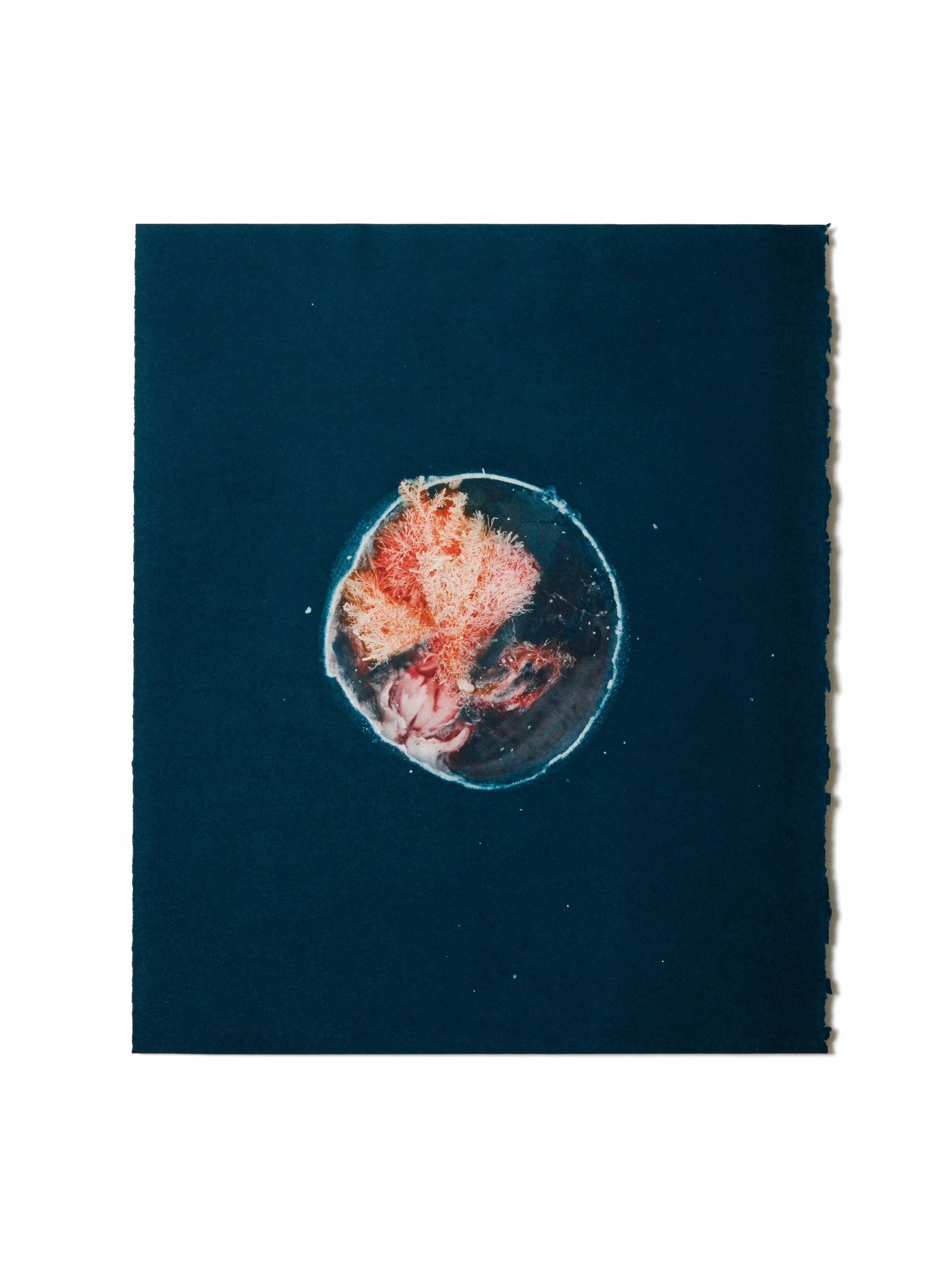 Dianna Wells – Intertidal Kosmos
