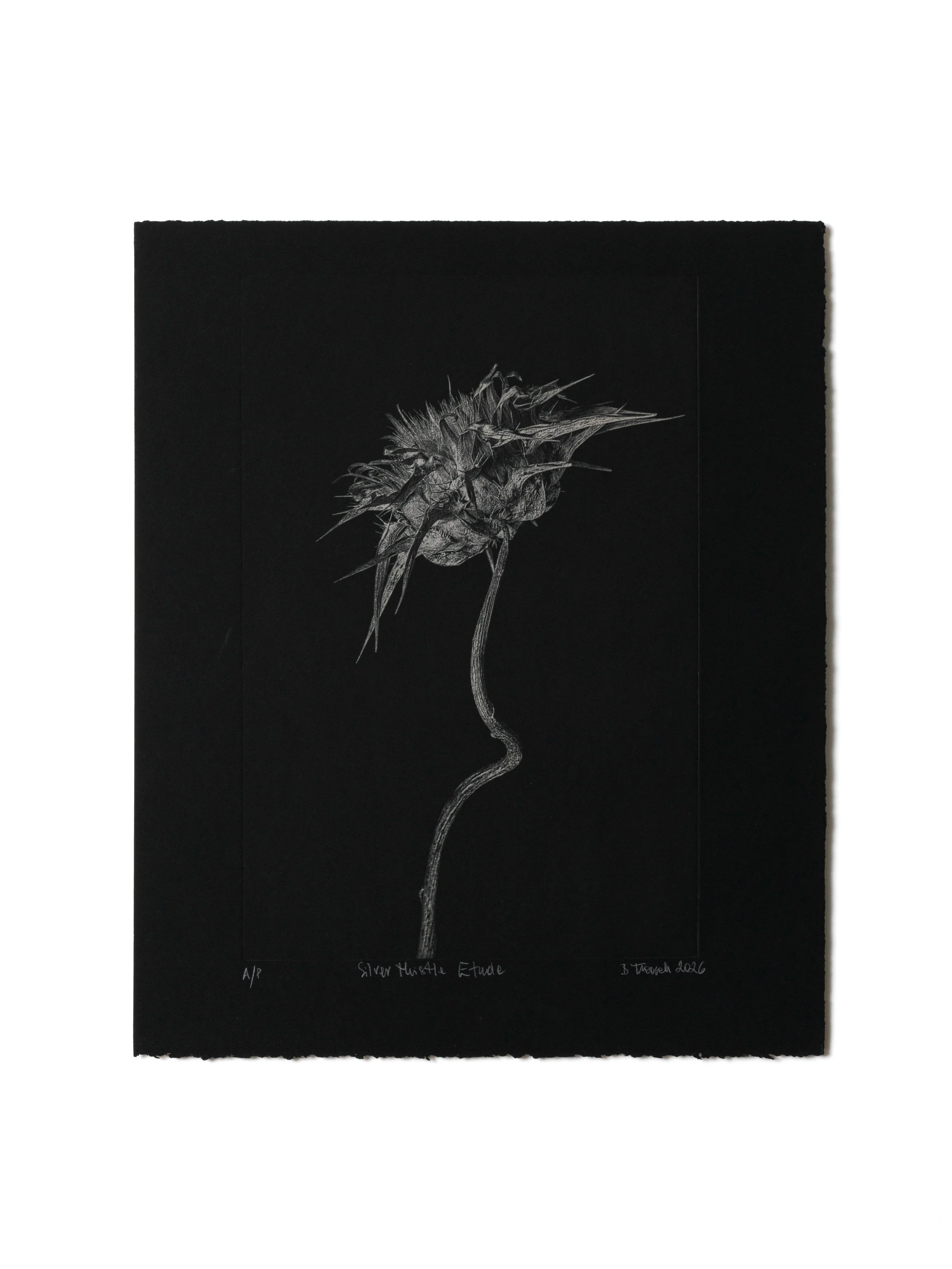 Beata Tworek – Silver Thistle Étude 