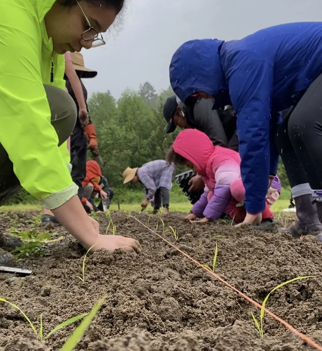 Planting Rice at Kamayan Farm