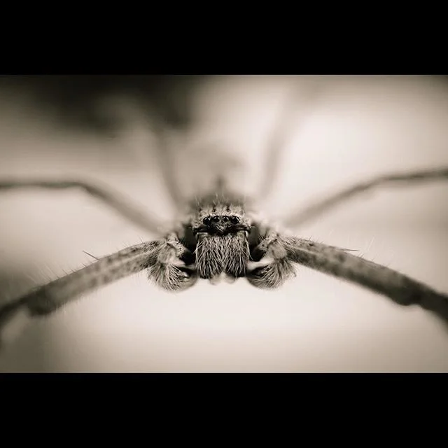 All time favourite 😉 "Huntsman"