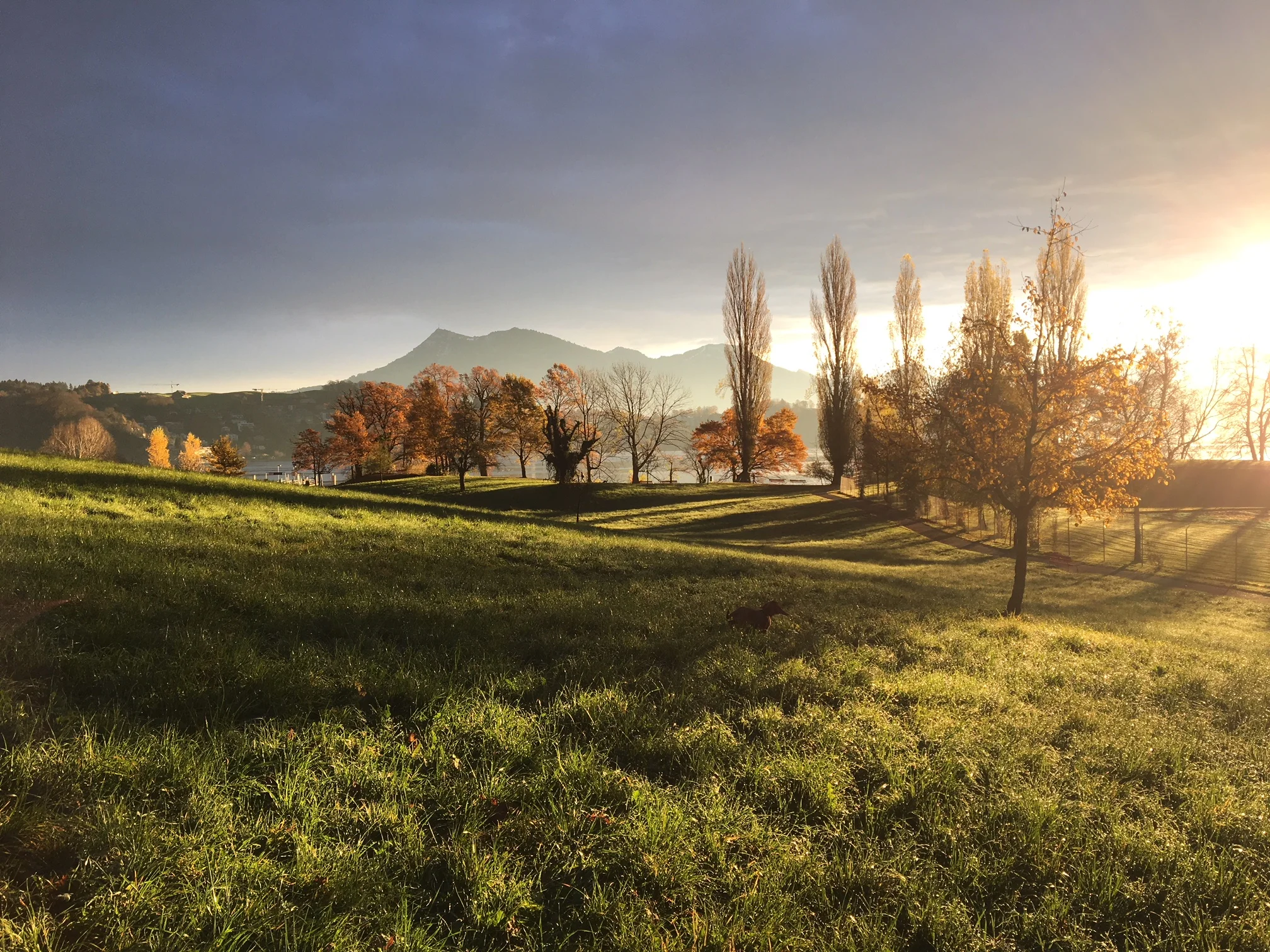 Gesundheits-ökonomische Aspekte der Mensch-Tier-Beziehung