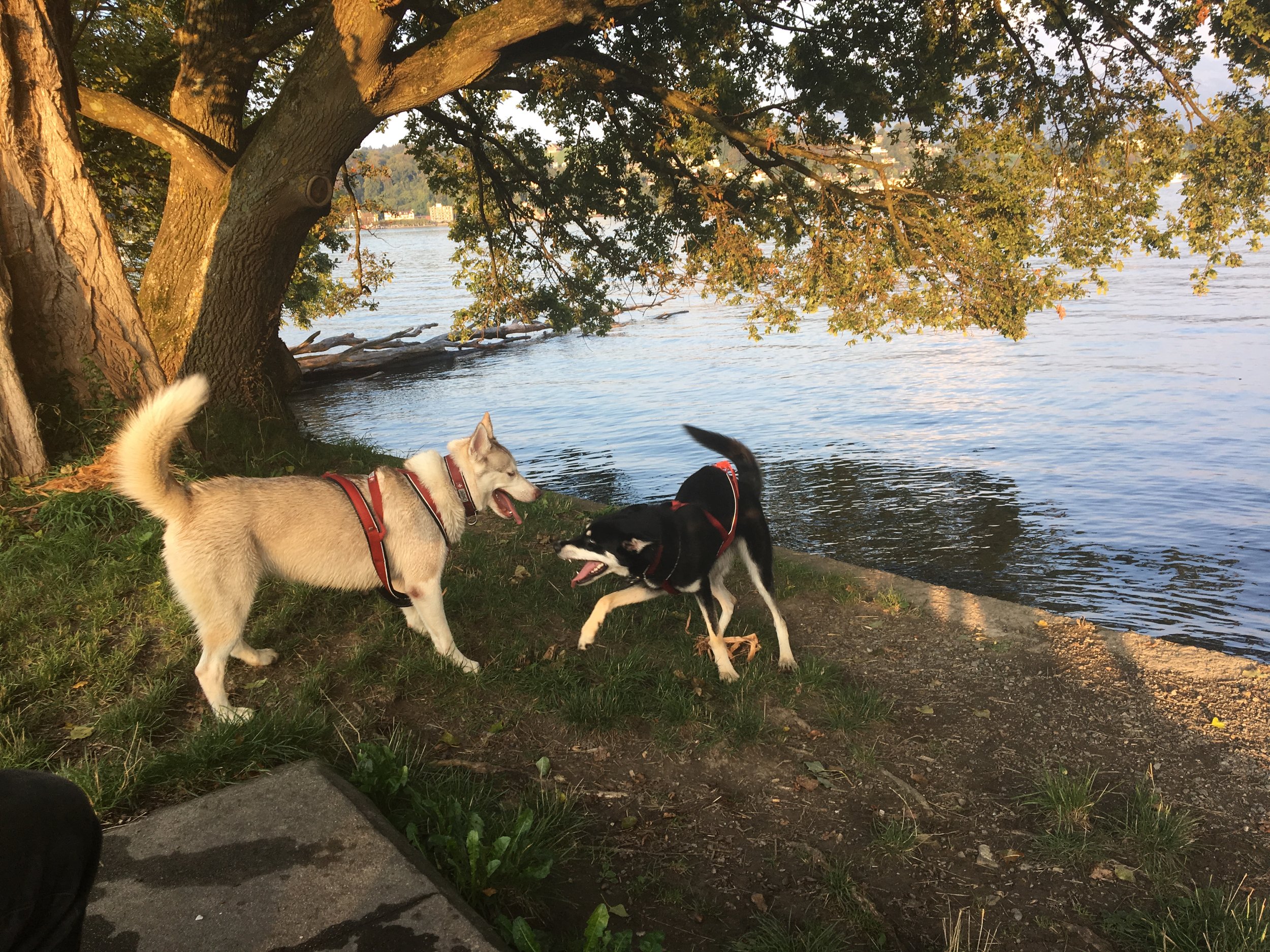 Wenn die Toleranz auf den Hund kommt