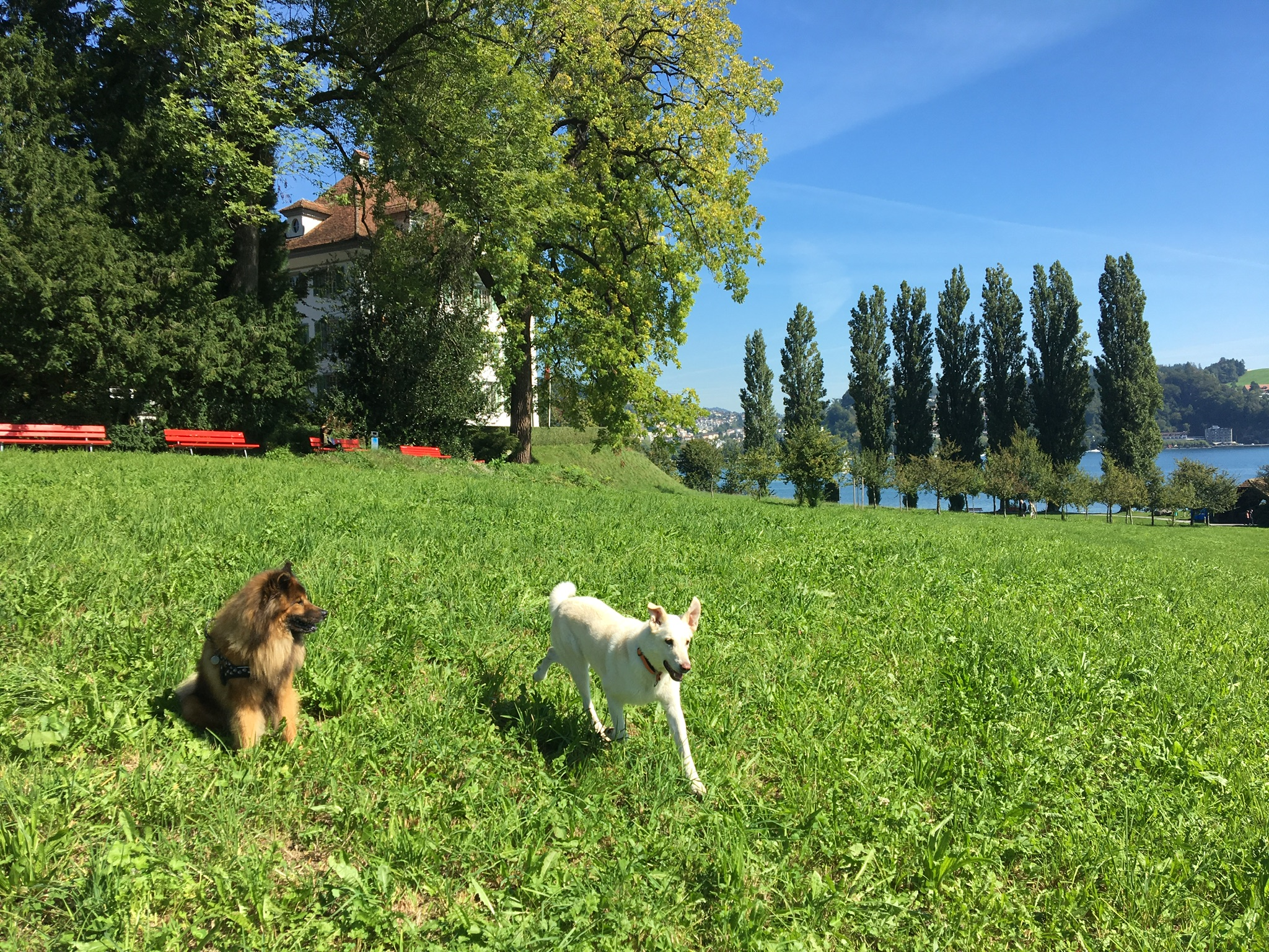 Luzerner Hundehalter ziehen vor Bundesgericht