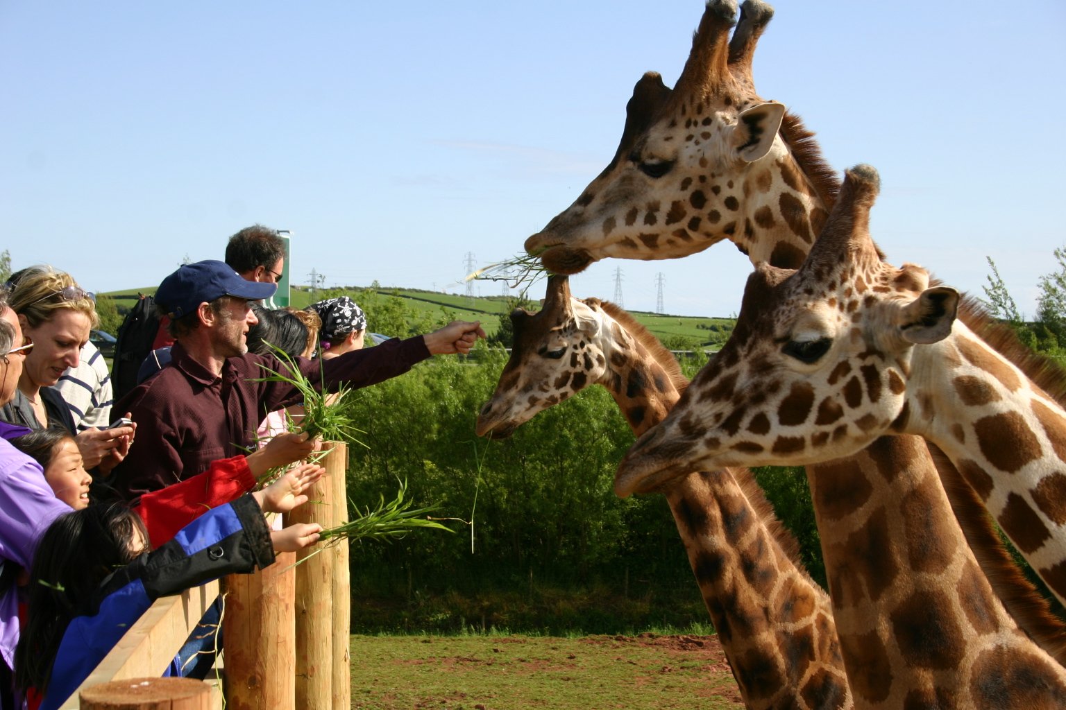 south-lakes-safari-giraffes2.jpeg