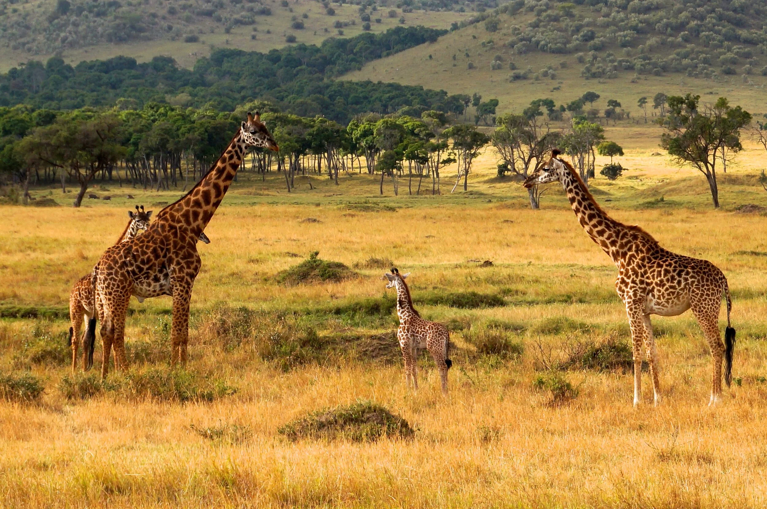 sophie the giraffe farmers