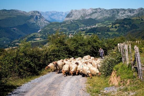 rebano-de-oveja-carranzana.jpg