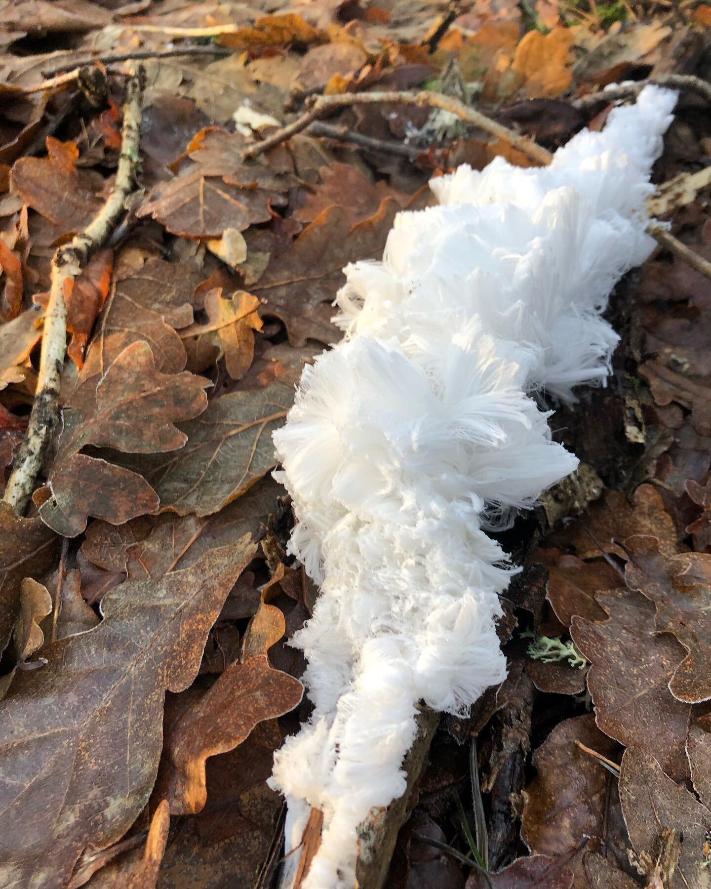 Snow like a feather #snow #feather